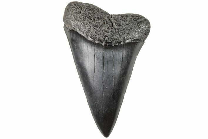Fossil Broad-Toothed Mako Tooth - South Carolina #204771